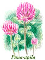 Sy&ouml;t&auml;v&auml;t kukat